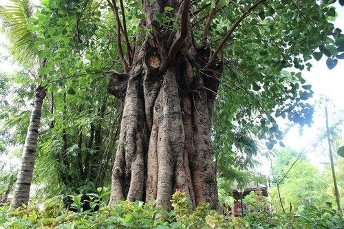Xishuangbanna Elephanthome Boutique Guest House Exterior foto